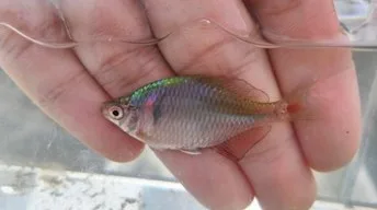 手のひらにのせた小魚