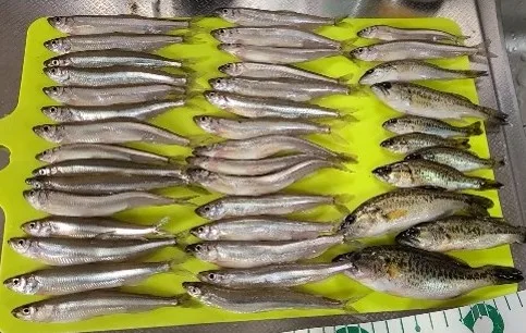 ツアーで捕まえた琵琶湖のワカサギ